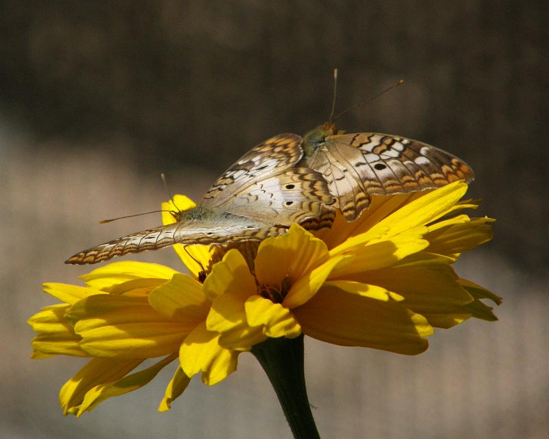 P6305141.JPG - OLYMPUS DIGITAL CAMERA