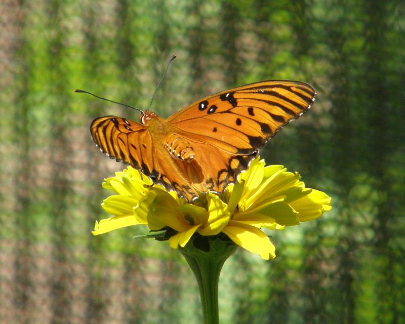 P6305142.JPG - OLYMPUS DIGITAL CAMERA