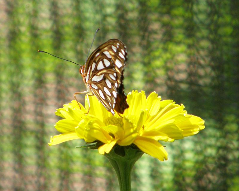 P6305143.JPG - OLYMPUS DIGITAL CAMERA