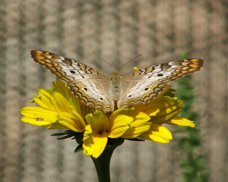 P6305150.JPG - OLYMPUS DIGITAL CAMERA