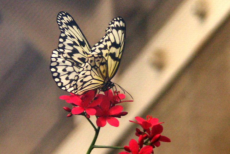 PICT0043-C.JPG - KONICA MINOLTA DIGITAL CAMERA