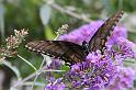 IMG_0826-butterfly_bush