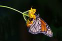 IMG_2048-2-butterfly
