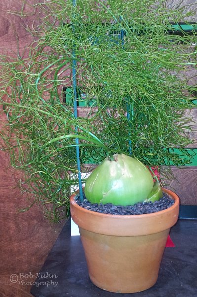 62-2.jpg - User comments