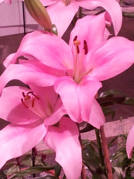 64-2.jpg - User comments